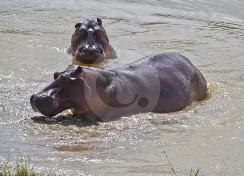 Hipopótamos en el Magdalena Medio se convierten en una amenaza para las personas y otras especies. Foto: Esteban Vanegas
