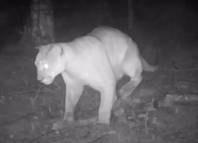 El felino captado por cámaras trampa en Sabaneta. Foto: redes Alcaldía de Sabaneta