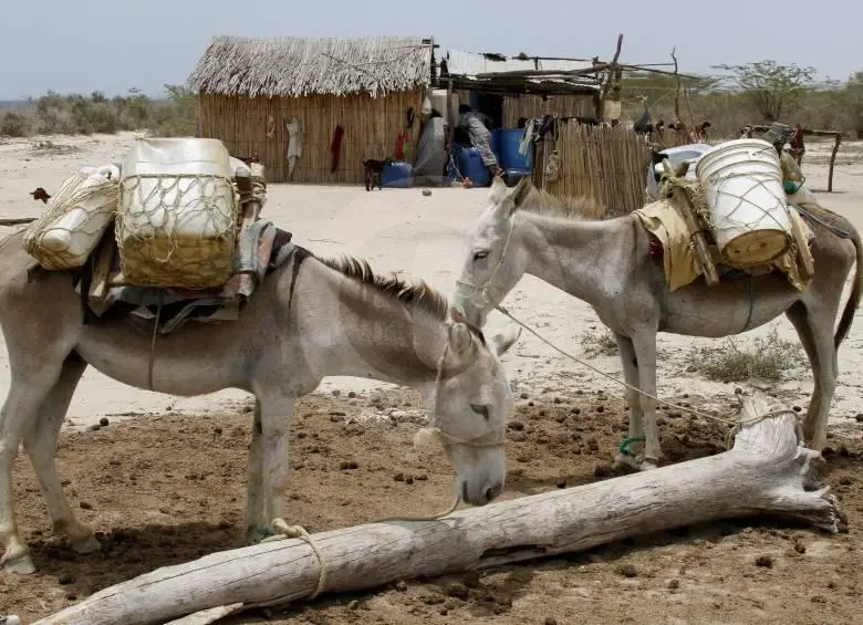 En promedio, cada 30 minutos un animal pierde la vida o sufre heridas graves debido a acciones de grupos armados. Foto: Archivo Donaldo Zuluaga