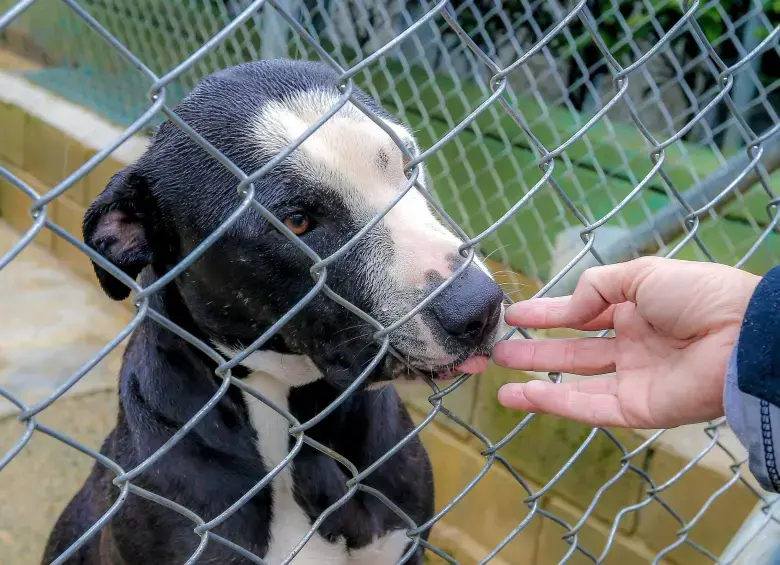 Una perrita murió luego de recibir pedradas por parte de un hombre en Popayá. FOTO: referencia Juan Antonio Sánchez 