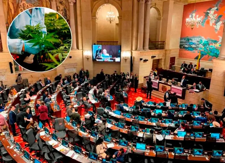 La iniciativa se hundió en junio de 2023 en el último de sus ocho debates. Se busca hacer una excepción a un artículo de la Constitución para crear un mercado legal de esta sustancia, al que solo podrán acceder mayores de edad. FOTO: EL COLOMBIANO
