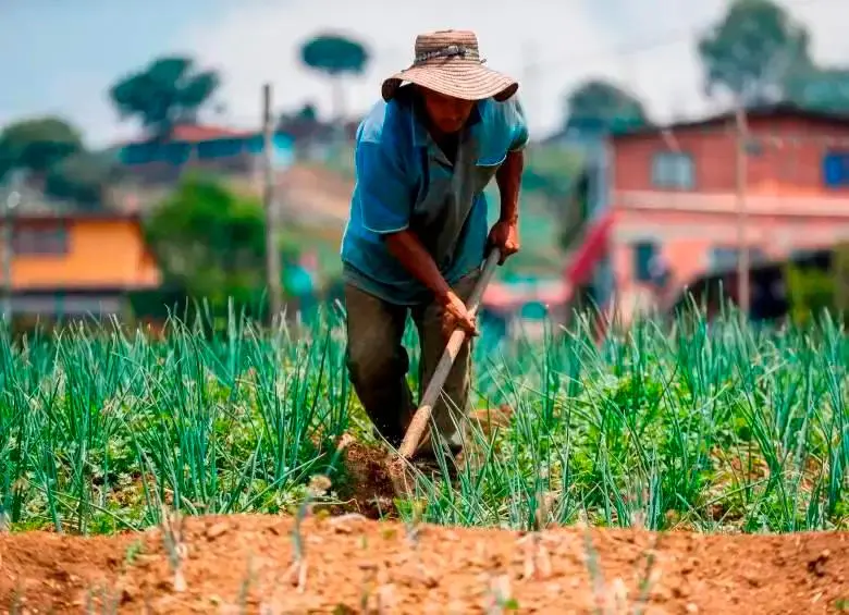 Los campesinos tienen en Cahenche cultivos de maíz, plátano y yuca, así como la producción de pollos de engorde. Imagen de referencia. FOTO MANUEL SALDARRIAGA