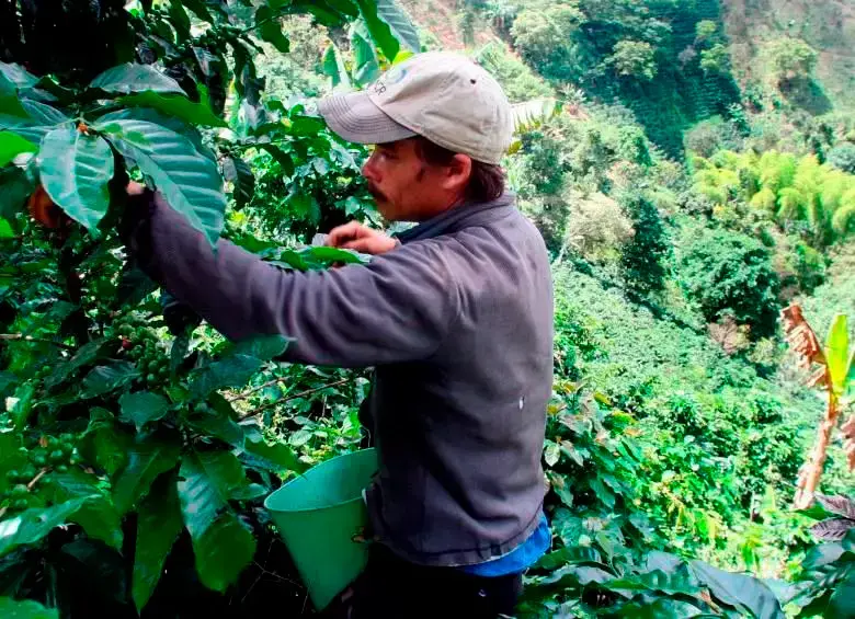 La producción cafetera cayó 5% en abril de 2025. FOTO EL COLOMBIANO. 