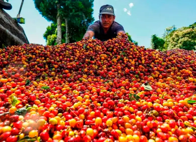 El café creció 31% en los primeros tres meses del año. FOTO EL COLOMBIANO. 