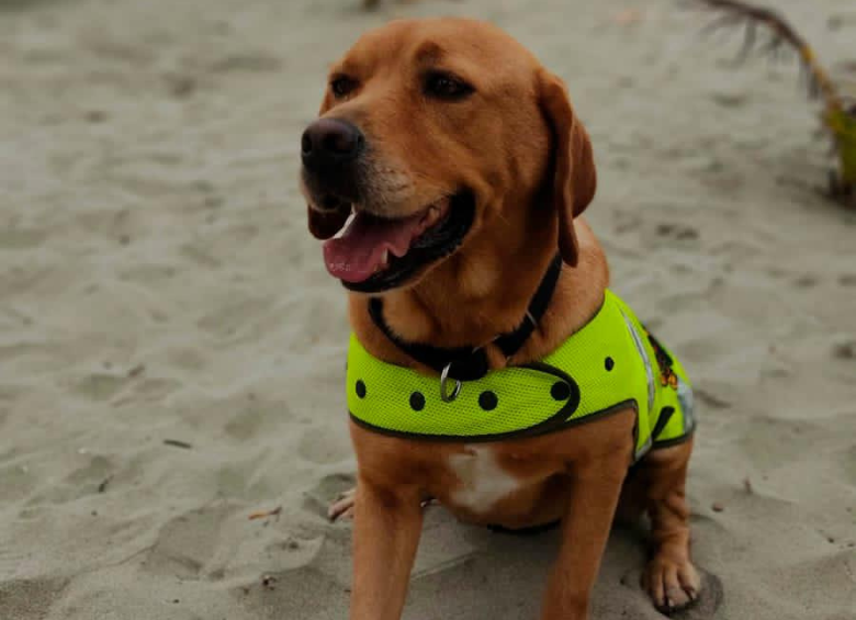 Mantra será la canina anticorrupción en las elecciones de Bolívar. Foto: Policía 