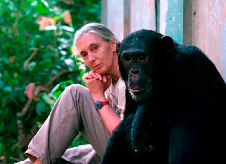 Jane Goodall dedicó más de seis décadas a estudiar a los chimpancés en África, transformando nuestra comprensión de los vínculos entre humanos y animales. FOTO: Cortesía Michael Neugebauer