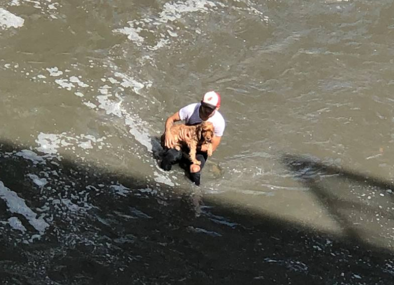 El hombre rescató al perro en el río Medellín. FOTO: Cortesía Denuncias Antioquia