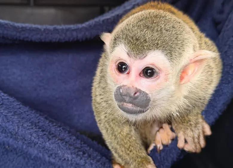 El mono tití habita bosques tropicales y depende de los árboles para alimentarse y desplazarse. FOTO: Cortesía.