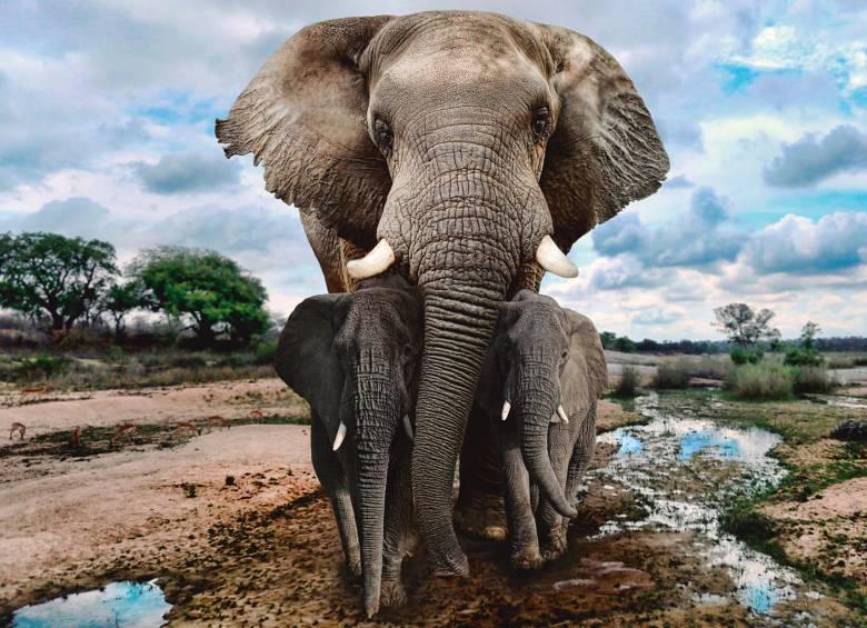 Los elefantes fallecieron entre el 29 y el 31 de octubre en el estado de Madhya Pradesh. FOTO: SSTOCK