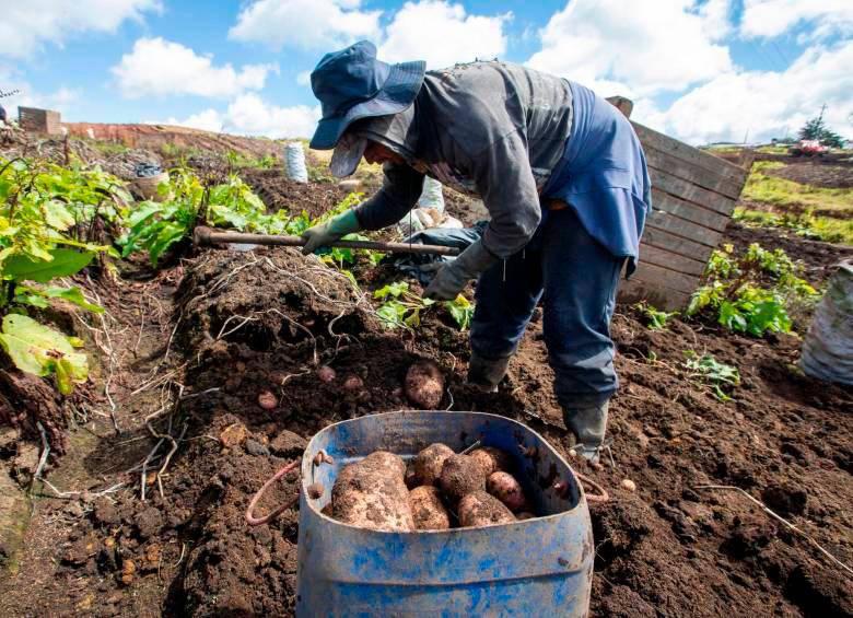 El campo enfrenta todo tipo de desafíos: desde la presencia de actores armados y la inseguridad, hasta inundaciones y sequías extremas causadas por el cambio climático. FOTO: Manuel Saldarriaga