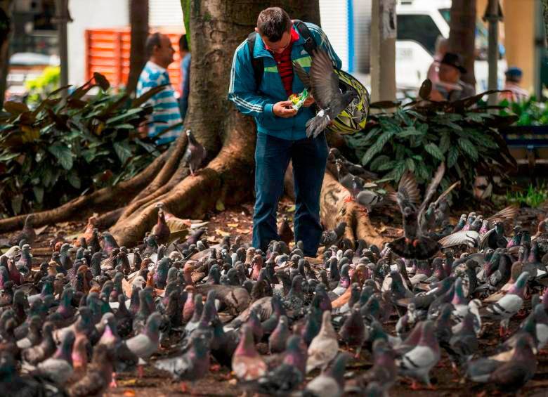 Medellín cuenta con un plan oficial para proteger a las palomas. Foto: Jaime Pérez. 