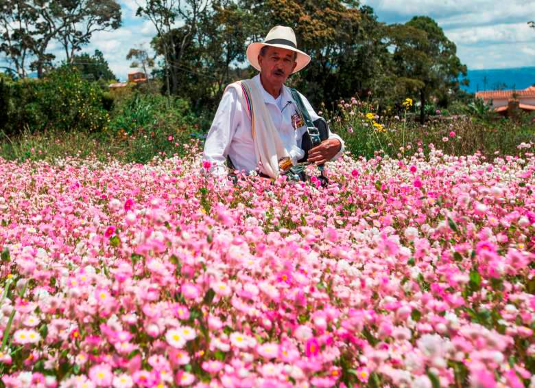 Colombia es el principal proveedor de flores para Corea del Sur, así lo informó Procolombia. Foto: Manuel Saldarriaga. 