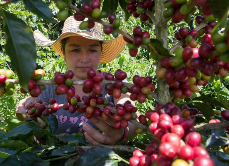 La producción cafetera alcanzó los 849.000 sacos de 60 kilos en septiembre. FOTO: Archivo