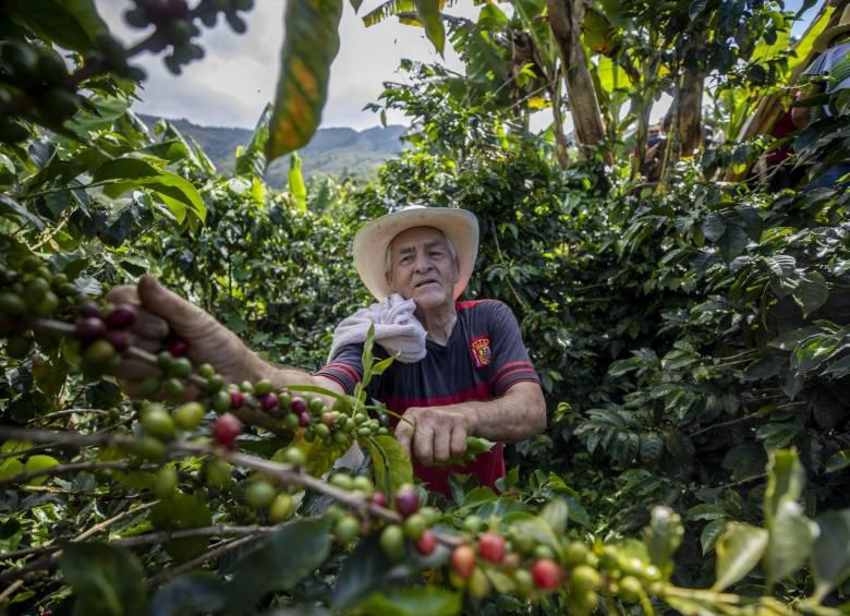 La cosecha cafetera alcanza cifras históricas, gracias al arduo trabajo de los caficultores colombianos. FOTO: El Colombiano.