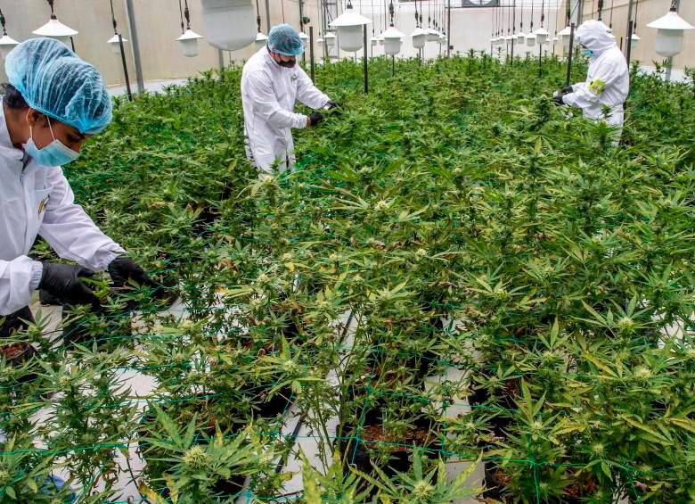Según la Asociación Colombiana de Industrias de Cannabis, en el país hay más de 57.000 hectáreas de tierras listas y con licencia para sembrar de forma legal marihuana. FOTO: JUAN ANTONIO SÁNCHEZ
