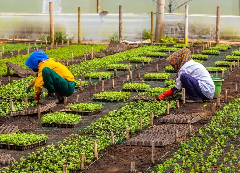 La ANT aumentó su presupuesto ocho veces y multiplicó la contratación, pero los datos oficiales muestran una ejecución muy por debajo de las metas de la reforma agraria. Foto: Camilo Suárez