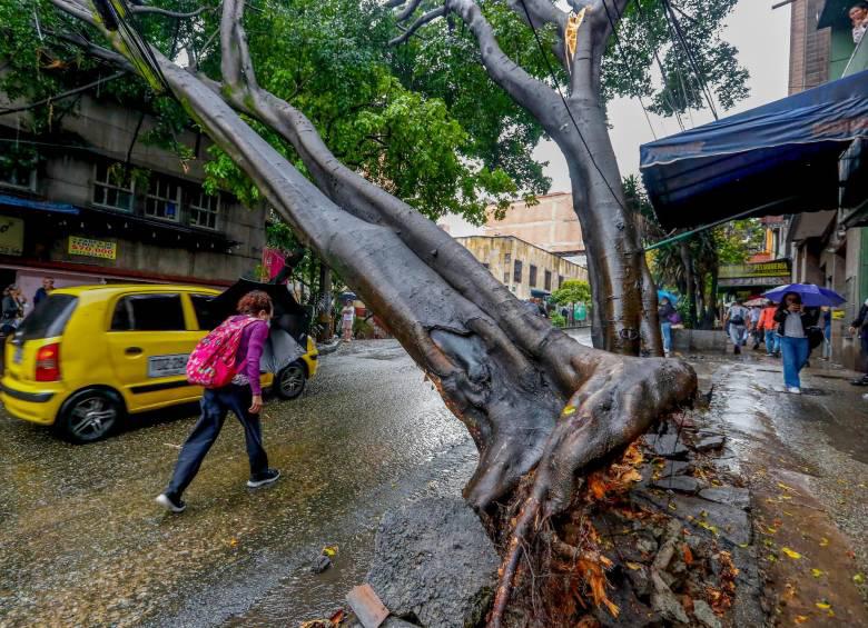 Tras una de las tormentas que cayeron en la ciudad, un árbol quedó atravesado sobre una calle de Buenos Aires FOTO <b>Manuel Saldarriaga</b>