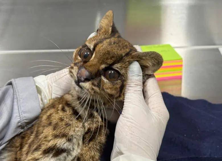 El animal permaneció más de 70 horas en UCI bajo atención especializada, pero no logró sobrevivir. FOTO: Federico Gutiérrez vía X. 