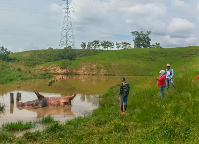 El cadáver del hipopótamo fue recuperado para adelantar los análisis forenses correspondientes. FOTO: CORTESÍA CORNARE