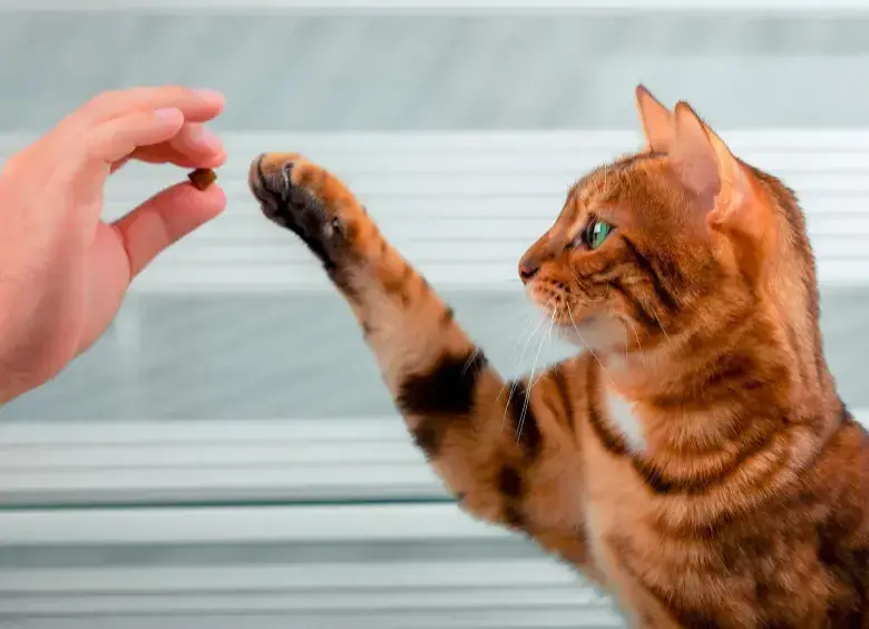 El joven habría arrojado el gato con furia desde una altura cercana a los 15 metros. FOTO DE REFERENCIA SStock
