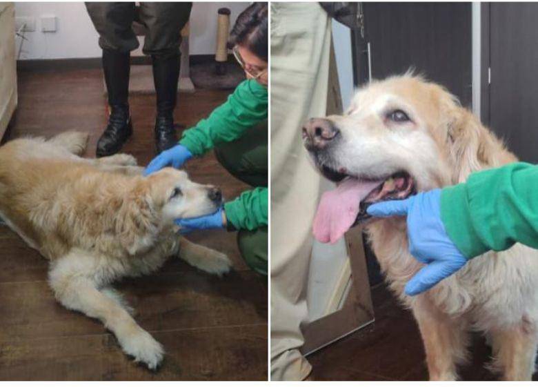 Los exámenes médicos a la Golden retriever rescatada fueron practicados por el Instituto Distrital de Protección y Bienestar Animal (IDPYBA). FOTO: ALCALDÍA DE BOGOTÁ