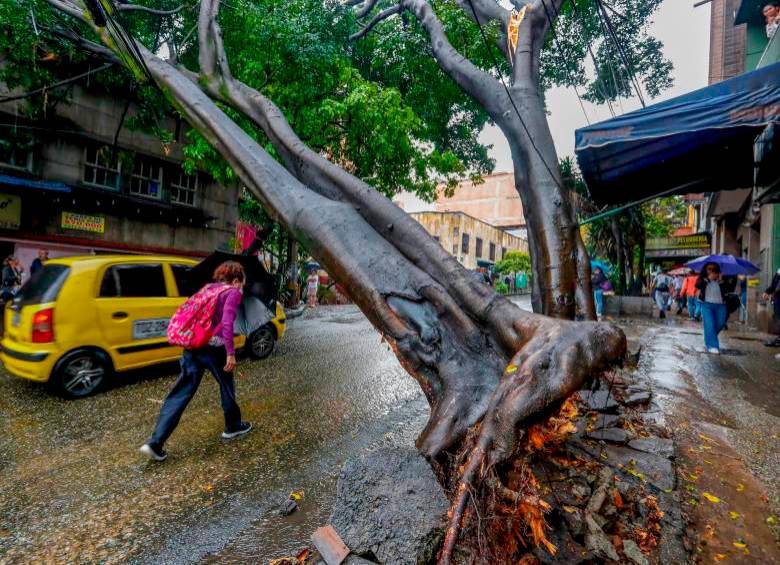 Miles de árboles en Medellín carecen de mantenimiento desde que fueron sembrados. Cada año el Área ordena talar 2.000 por riesgos. FOTO: MANUEL SALDARRIAGA