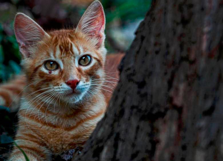 Un joven asesinó varios gatos dentro de microondas. Foto: Manuel Saldarriaga. 