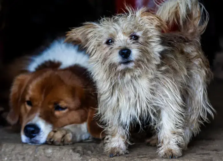 Lo más importante es que cuente con un plan de emergencia para su mascota en caso de sismo. FOTO: EL COLOMBIANO.