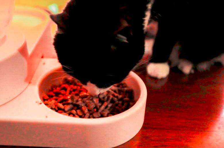 Un gato comiendo concentrado. Foto: Esneyder Gutiérrez