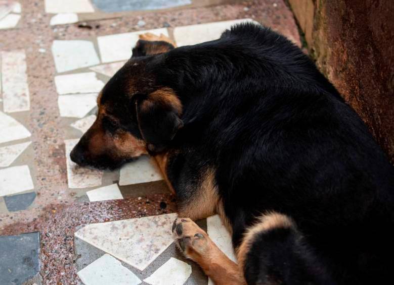 El abandono y la vejez son algunas de las causas de la presencia de perros y gatos en las calles. FOTO: CAMILO SUÁREZ