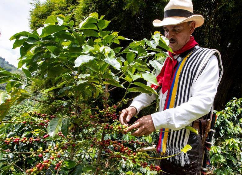 La Federación Nacional de Cafeteros resaltó el buen momento que vive el café colombiano durante enero. Acorde con Germán Bahamón, gerente de la FNC, se registró un incremento de 41% en el número de sacos producidos frente al mismo mes del año pasado. FOTO: El Colombiano.