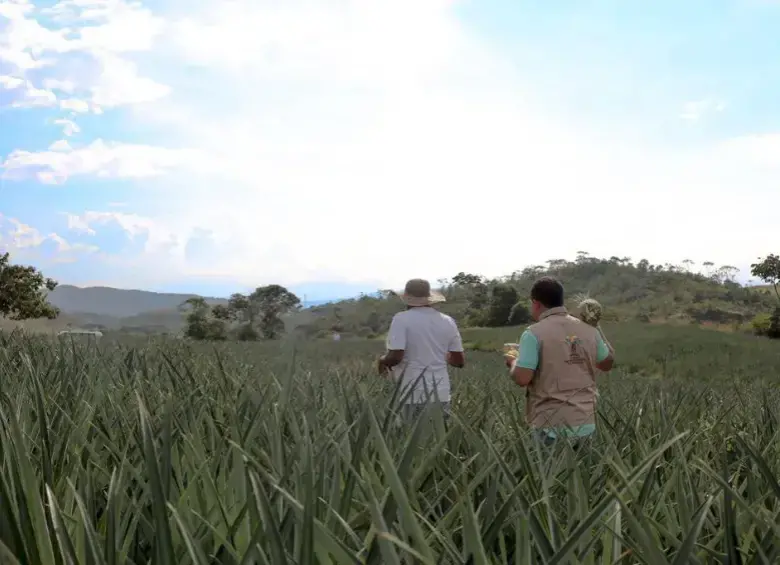 El apoyo del Gobierno podría reducir el costo de los intereses a apenas $5.000 por cada millón de crédito para pequeños productores del campo colombiano. Foto: Colprensa