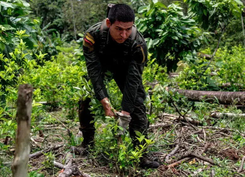 El narcotráfico es una de las problemáticas que más agrava la crisis de seguridad. Foto: Colprensa.