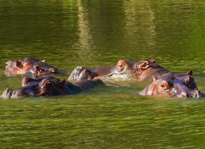 Hipopótamos en el Magdalena Medio, donde la población de esta especie invasora continúa expandiéndose. Foto: Camilo Suárez