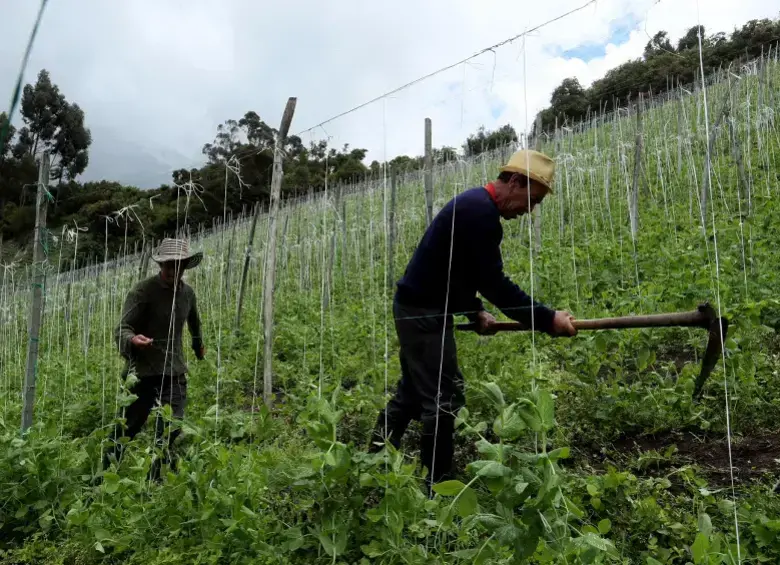 Con 48.000 empresas, la mayoría micro y pequeñas, y un potencial de triplicar su tamaño, la agroindustria colombiana aparece como uno de los grandes motores económicos del país. FOTO: El Colombiano.
