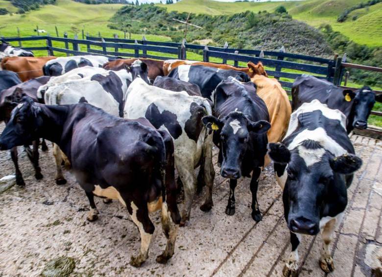 Proyecto normativo del ICA tiene en alerta a los exportadores de ganado en pie. FOTO Juan Antonio Sánchez