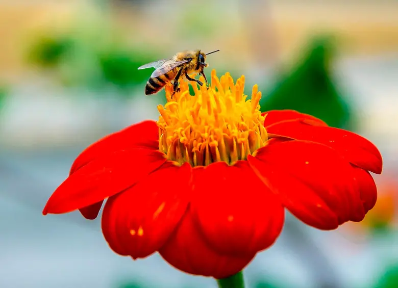 El Festival de las Abejas se celebrará este sábado en el Jardín Botánico con entrada libre, una programación educativa y un mercado de productos derivados de la colmena. FOTOS Juan Antonio Sánchez