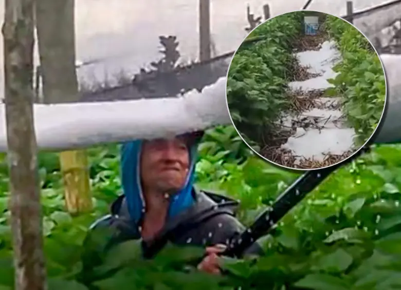 En La Unión trabajadores retiraron con pala el granizo acumulado entre los cultivos de hortensias, destinadas a mercados de Estados Unidos y Rusia. Foto: Captura de videos en redes sociales.