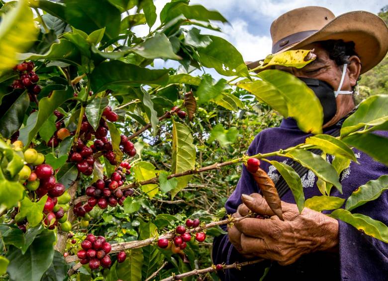 La Federación Nacional de Cafeteros destapó el plan de industrialización del sector. FOTO: Juan Antonio Sánchez