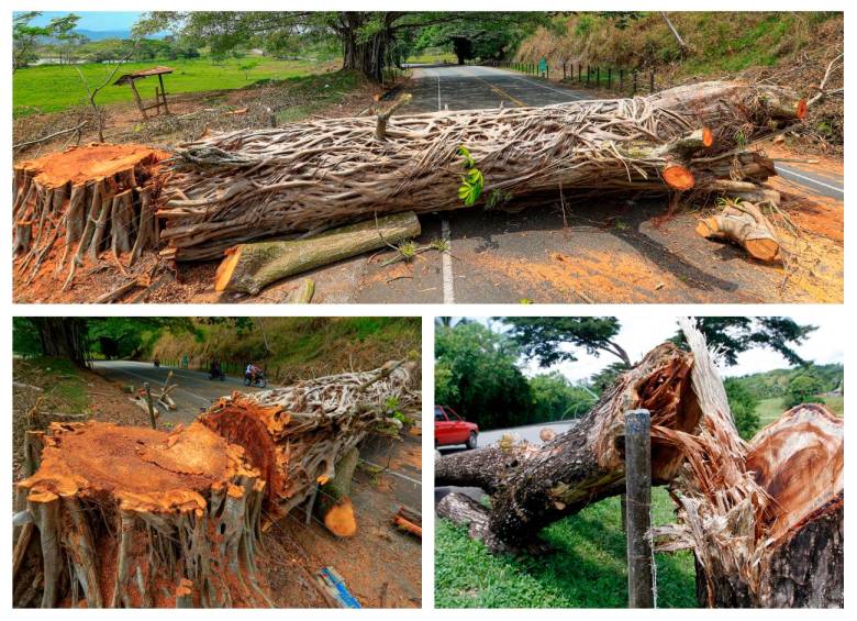 Según el gobernador de Antioquia, en el marco del paro han tumbado más de 20 árboles. FOTOS Manuel Saldarriaga