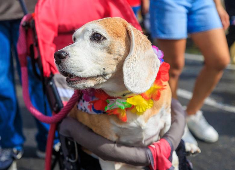 Los investigadores compararon las respuestas cerebrales de 20 seres humanos y 20 perros de compañía ante el habla. Foto ELCOLOMBIANO