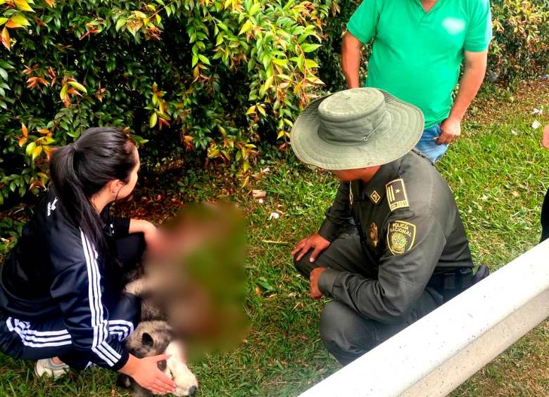 El perro, de raza lobo siberiano, se encuentra en recuperación. FOTO: Cortesía