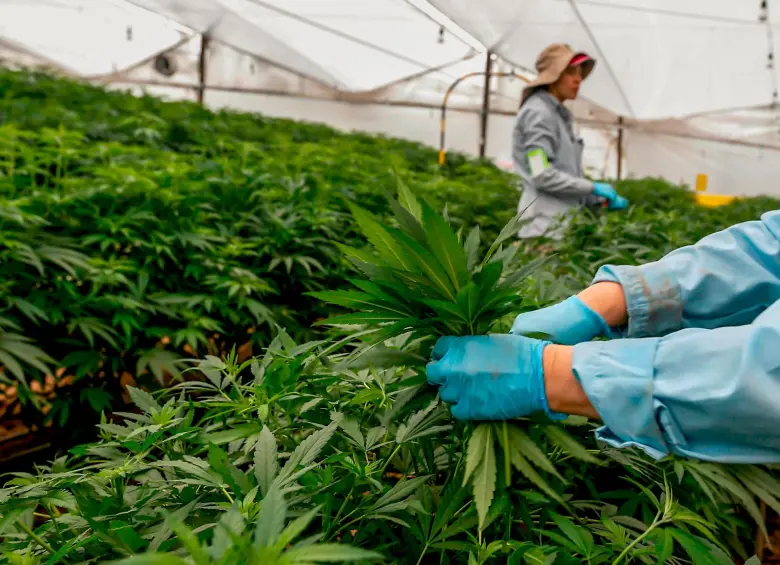 PharmaCielo es una empresa canadiense que produce cannabis medinal. FOTO: Manuel Saldarriaga
