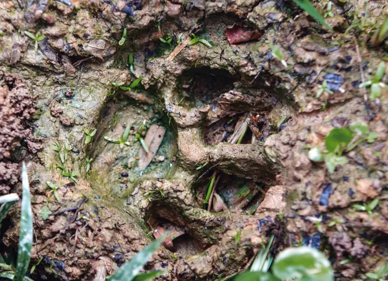 Huella de Pipatón vista entre cultivos de palma de aceite el pasado 20 de enero de 2026. FOTO: JULIO CÉSAR HERRERA