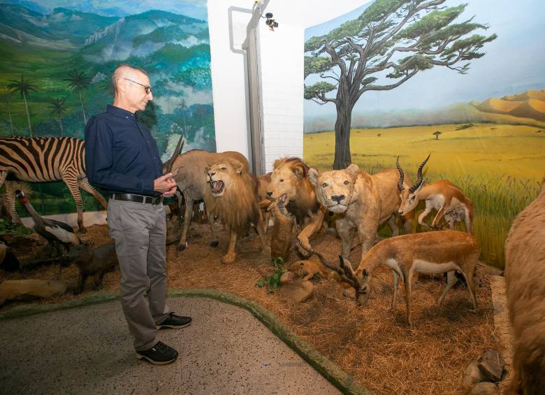 Fernando Vélez Valencia, curador de la Colección por más de 30 años, observa algunos de los animales naturalizados. FOTO: ESNEYDER GUTIÉRREZ.