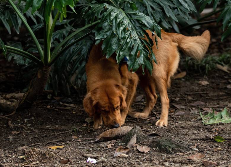 Imagen de referencia de perros en un parque de la ciudad. Foto: EL COLOMBIANO