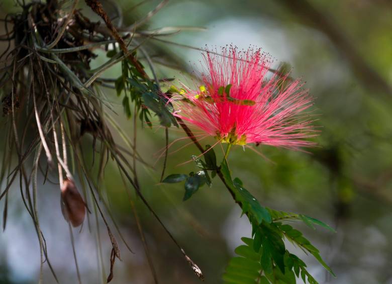 Por sus colores vistosos, las formas en las flores, sus olores y néctar, el carbonero de Medellín logra ser atractivo para aves e insectos. FOTO Donaldo Zuluaga