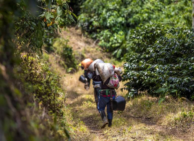 El 2026 podría convertirse en un año especialmente difícil para el campo colombiano, con presiones simultáneas sobre la producción, los costos y la rentabilidad. Foto: Andrés Camilo Suárez