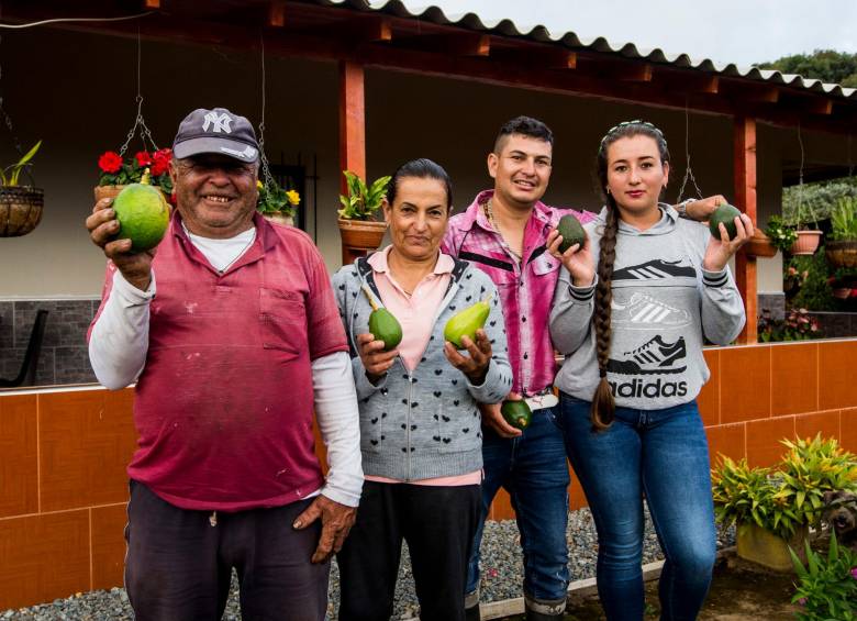 En la dictadura del aguacate hass en Antioquia, aún hay rebeldes que cultivan otras variedades