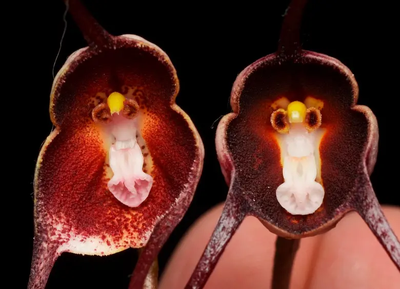 Dracula colombiana, a la izquierda, comparada con Dracula benedictii. La especie recién descrita es más clara que la otra. FOTO cortesía Universidad de Antioquia